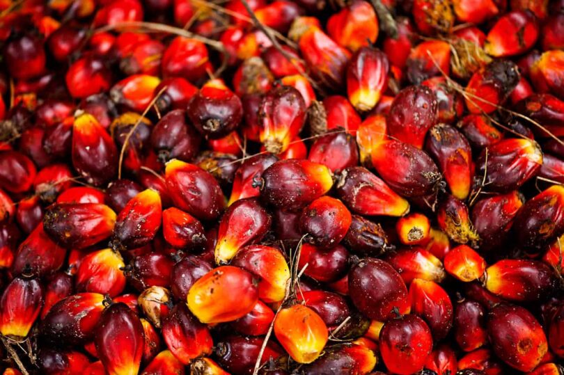 How-to-start-palm-oil-business-in-Nigeria-810x539